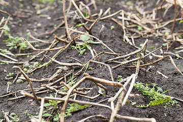 Image showing An agricultural field with a crop