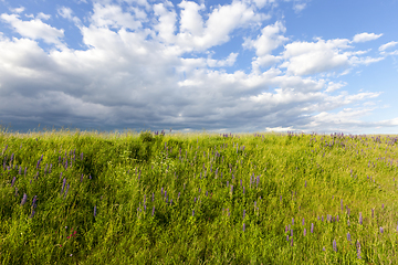 Image showing hill with lupine