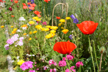 Image showing Two red field poppies against a thriving flower bed 