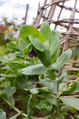 Image showing Cerinthe or honeywort, starting to bloom 