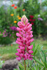 Image showing Pink lupin flowers, Lupinus Gallery Pink