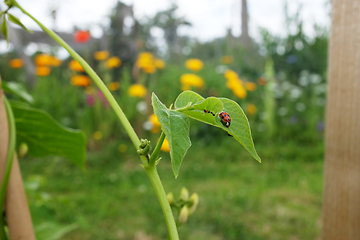 Image showing Harlequin ladybird on a runner bean leaf infested with blackfly 