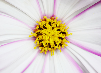 Image showing Pretty cosmos flower with white petals and pink stripes