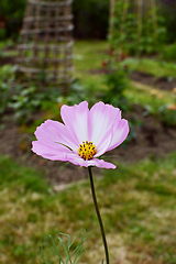 Image showing Cosmos Peppermint Rock flower with pink and white petals