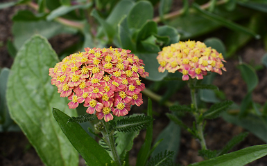 Image showing Achillea Apricot Delight flowers with ferny foliage 