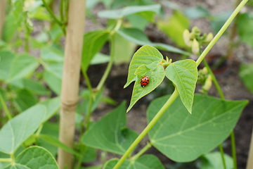 Image showing Harlequin ladybird on the leaf of a runner bean vine 