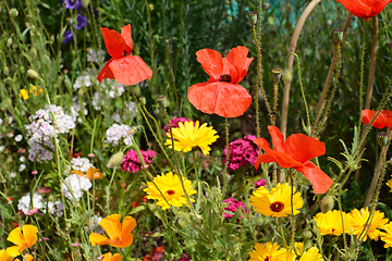 Image showing Red poppies, yellow calendula, and Sweet William flowers 