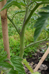 Image showing Side shoot growing between trusses on a cordon tomato plant