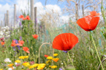 Image showing Red corn poppies against tall grasses and colourful flowers