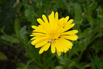 Image showing Flower crab spider eating a pollen beetle