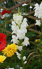 Image showing White snapdragon flowers