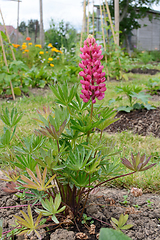 Image showing Gallery pink lupin plant in a rural garden