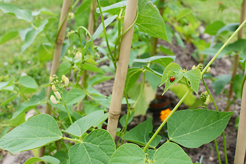 Image showing Harlequin ladybird on a runner bean vine, growing up a wigwam