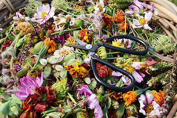 Image showing Open scissors on bed of cut dead flowers and seed pods