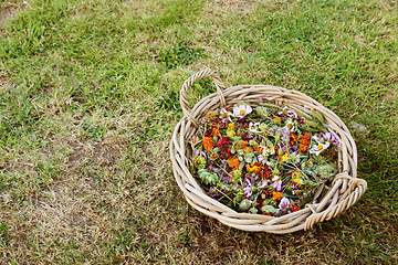 Image showing Round basket full of deadheaded blooms, marigolds, geum and cosm