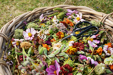 Image showing Gardener\'s woven basket full of faded flower heads with retro sc