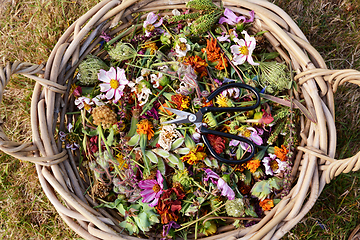Image showing Woven basket of deadheaded flowers and seedcases with scissors