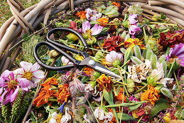 Image showing Retro florist scissors in a basket full of deadheaded flowers