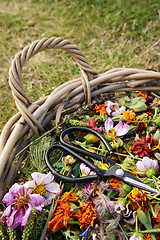 Image showing Basket of dead flowers and seed heads with florist scissors 