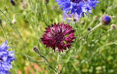 Image showing Deep purple cornflower bloom among common blue cornflowers 