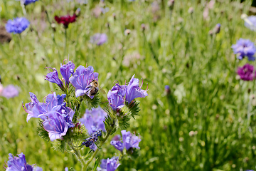 Image showing Shrill carder bee gathering nectar and pollen from viper\'s buglo