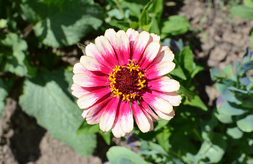 Image showing Two-tone pink Zinnia Whirligig flower 