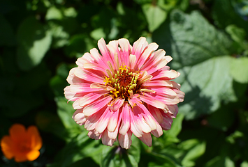 Image showing Pink Zinnia Whirligig flower against green foliage