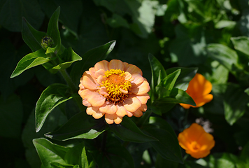 Image showing Peach coloured Zinnia Oklahoma flower against green foliage