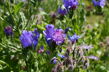 Image showing Close-up of vivid blue viper\'s bugloss flowers