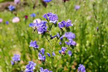 Image showing Shrill carder bee landing on a blue viper\'s bugloss flower