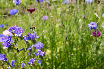 Image showing Shrill carder bee flying above viper\'s bugloss flowers 