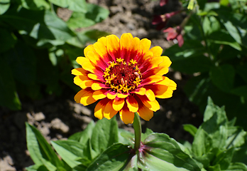 Image showing Brightly coloured yellow and red Zinnia Whirligig flower