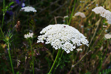 Image showing Cow parsley, or wild chervil - umbel cluster of delicate small w