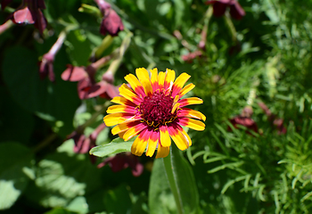 Image showing Brightly coloured yellow and pink Zinnia Whirligig flower