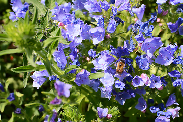 Image showing Shrill carder bee feeding from blue viper\'s bugloss flowers