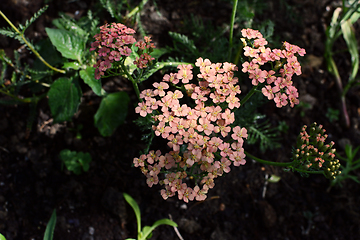 Image showing Yarrow - Achillea Appleblossom - with small pink flowers