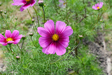 Image showing Pretty two-tone pink cosmos flower - Dwarf Sensation