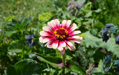 Image showing Zinnia Whirligig flower with multicoloured pink petals