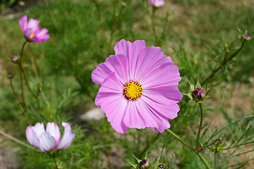 Image showing Large pink cosmos flower - Dwarf Sensation