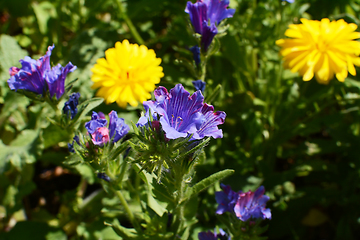 Image showing Viper\'s bugloss - wildflower with blue blooms, among yellow cale