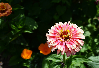 Image showing Light pink Zinnia Whirligig flower with frilly petals