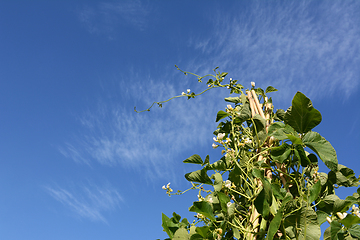 Image showing Tall wigwam of Wey runner bean vines with white flowers