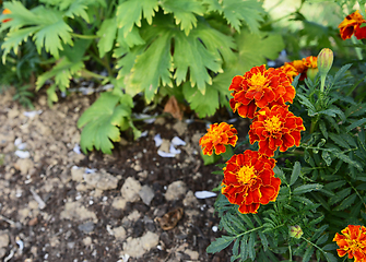 Image showing Red and yellow French marigolds with dark green foliage