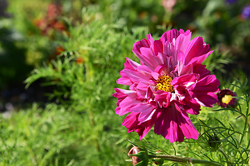 Image showing Pink and magenta Double Click cosmos flower blooming in sunshine