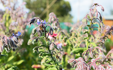 Image showing Honeybee takes nectar from a blue flower on a borage plant 