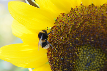 Image showing Furry bumblebee on the flower head of a sunflower