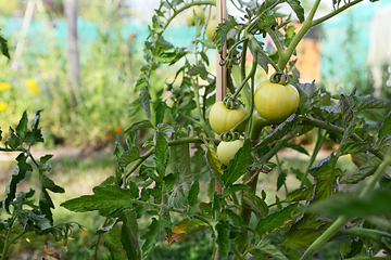 Image showing Three Ferline tomato fruits grow among fragrant foliage on a cor