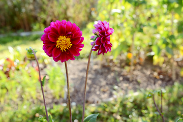 Image showing Dark pink dahlia flower with yellow centre