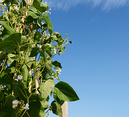 Image showing Bumblebee flying to white flowers of Wey runner bean vines