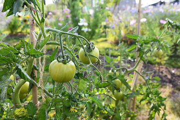 Image showing Ferline cordon tomato plant with green fruit
